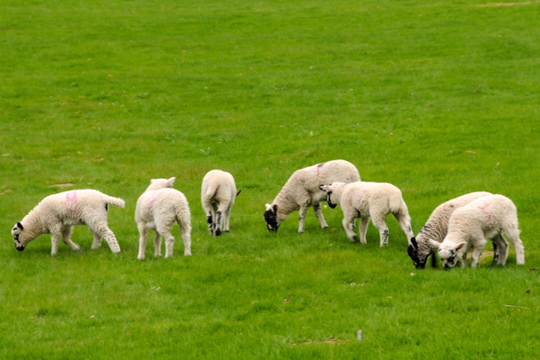 Little Lambs 20210426
